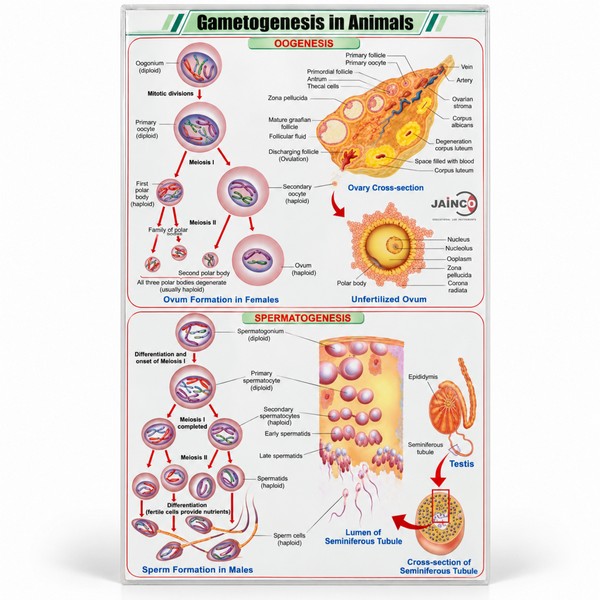 Gametogenesis in Animals Chart